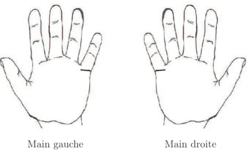 Figure 1.1 – Les mains sont chirales et énantiomorphes l’une de l’autre.