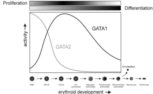 Figure  10.  Profils  d’expression  des  facteurs  de  transcription  GATA-1  et  GATA-2  au  cours de l’érythropoïèse (image Ferreira et al