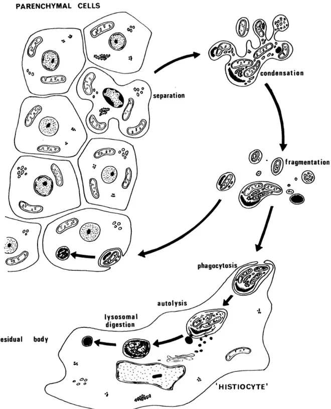 Figure  4 :  Explications  du  processus  d’apoptose  lors  de  sa  première  description  scientifique  dans  son  acceptation actuelle. 