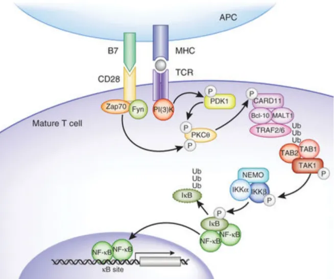 Figure  12  :  Représentation  schématique  de  l’activation  de  NF‐kB  lors  de  la  stimulation  du  TCR  d’un  lymphocyte T mature, d’après Gerondakis et Al