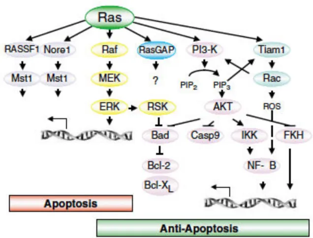 Figure  19 :Représentation  schématique  de  l’influence  de  RAS  sur  l’apoptose  indépendamment  du  type  cellulaire et du stimulus, d’après Cox et  Der 215 . 