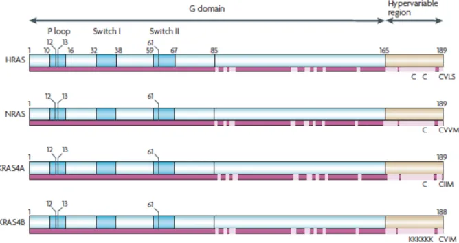 Figure  21  :  Représentation  schématique  des  isoformes  de  RAS,  d’après  Schubbert  et  Al