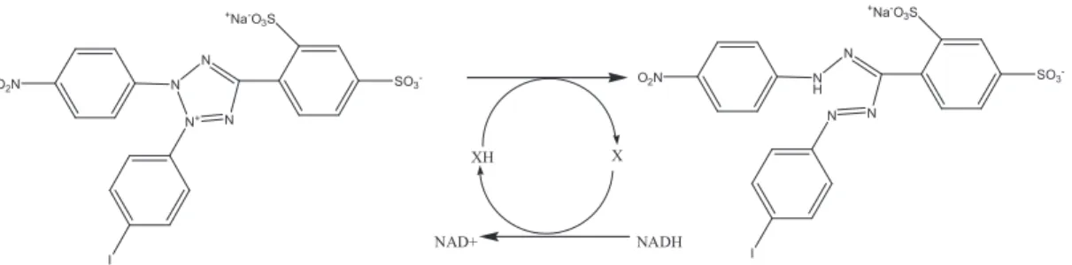 Figure  7. Reduction of WST-1by NADH; X=electron coupling reagent, NADH = reduced 