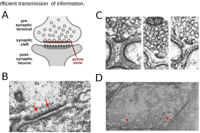 Figure 2. Active Zone in Electron microscopy. (A) Schematic drawing of a synapse (from Südhof, 2012)