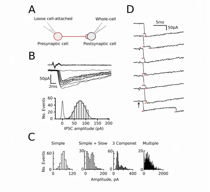 Figure  5.  Multivesicular   release   from   a   single   synaptic   contact   recording