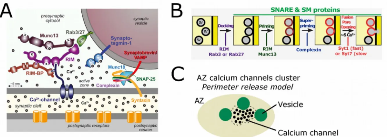 Figure  7.  Molecular organization of the active zone.  (A) Molecular model of the active   zone   protein   complex   coupled   with   calcium   channels   and   its   relation   to   the synaptic   vesicle   fusion   machinery   by   calcium   influx   t