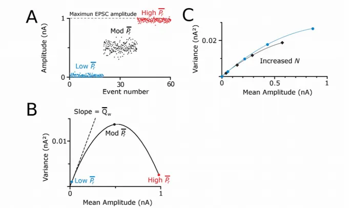 Figure  9.  Estimation   of   docking   sites   number   and   quantal   parameters   by   a variance-mean analysis technique