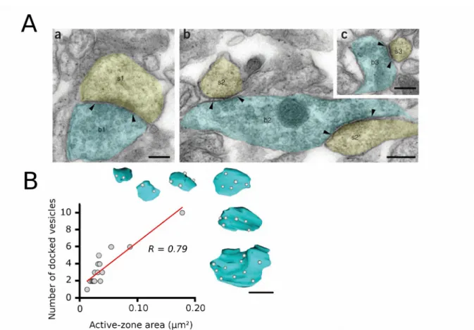 Figure 10. The number of docked vesicles correlates linearly with active zone size. (A) Electron   micrographs   show   the   morphological   diversity   of   glutamatergic   terminals (blue) and their corresponding postsynaptic spines (yellow)  in the CA3