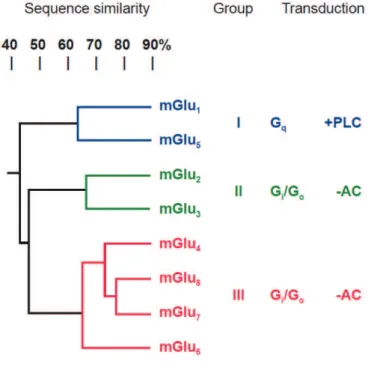 Figure II-4 : Classification des mGluRs selon leur identité de séquence 
