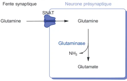 Figure II-11 : Représentation schématique de la répartition des transporteurs de Glutamine d’après  Bak et al