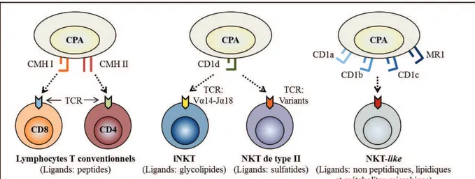Figure I-1.1a. Lymphocytes T et lymphocytes NKT. A la différence des lymphocytes 