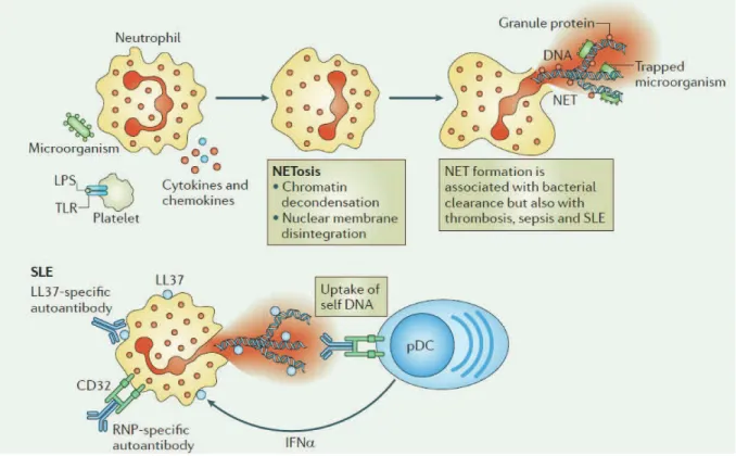 Figure  I-2.1c.  Mécanismes  d’induction  de  la  NETosis  chez  les  neutrophiles.  La 