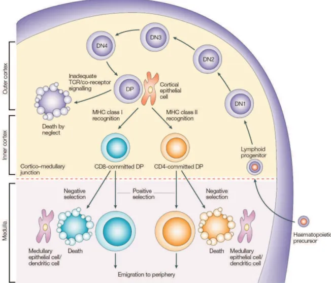 Figure 1 : Schéma récapitulatif du développement des lymphocytes T dans le thymus. 