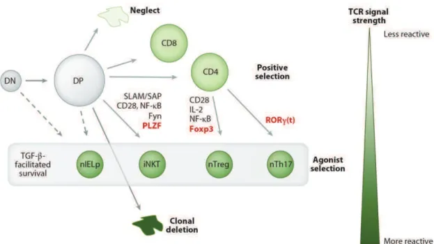 Figure 3 : La sélection positive et la sélection agoniste. Issu de (Stritesky et al., 2012)  La réactivité des TCR pour les peptides du soi associés aux molécules de CMH de classe II (indiqué  par l'échelle de couleurs, le vert le plus foncé indiquant le p