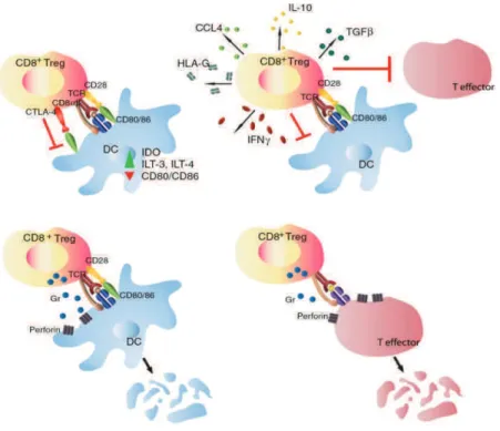 Figure 5 : Mécanismes de suppression des lymphocytes T régulateurs CD8 +