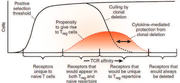 Figure 6 : Modèle daffinité du TCR pour le développement des nTregs.   