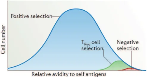 Figure 7 : Importance du signal TCR dans la différenciation des nTregs.  