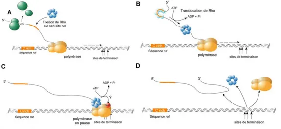 Figure 4 : Mécanisme de la terminaison Rho dépendante. Rho reconnaît et se fixe au site « rut » (A) puis se déplace  de 5’ en 3’ le long de l’ARN naissant