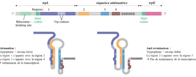 Figure  7 :  Régulation  de  l’expression  de  l’opéron  tryptophane  par  atténuation  de  la  transcription