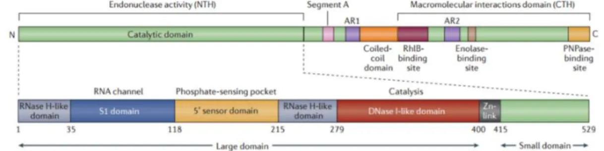 Figure 14 : Schéma de l’organisation en domaines de la RNase E. Issue de (Mackie 2013).