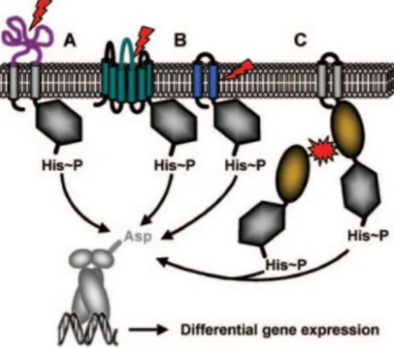 Figure 20 : Représentation schématique des trois mécanismes de perception du signal par les histidines kinases
