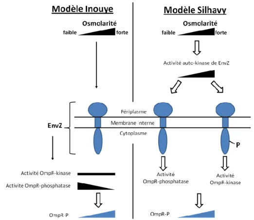 Figure 21 : Comparaison des modèles de régulation du système EnvZ-OmpR.  