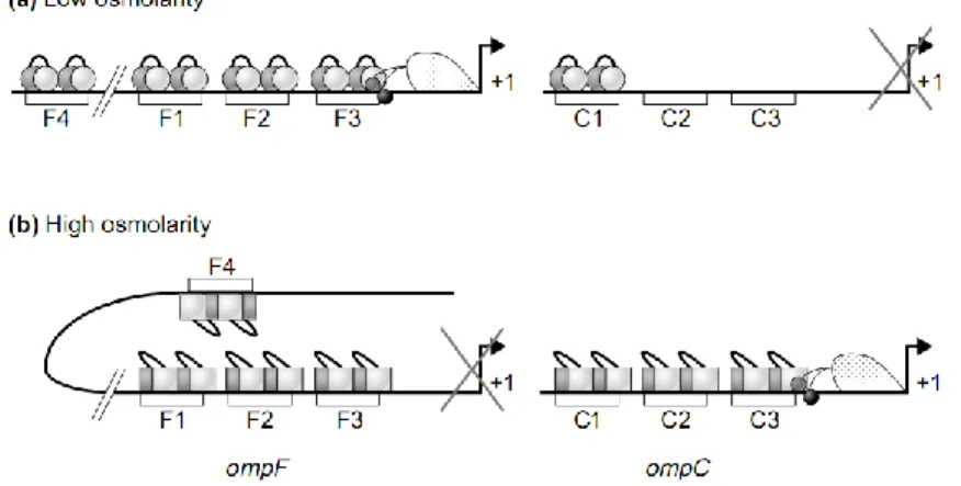 Figure 28 : Second modèle d’osmorégulation d’ompC et d’ompF par OmpR. OmpR se fixe hiérarchiquement aux  trois sites entre -100 et -40 par rapport au démarrage de la transcription d’ompC et d’ompF et à un site en amont (-380  -350) pour ompF