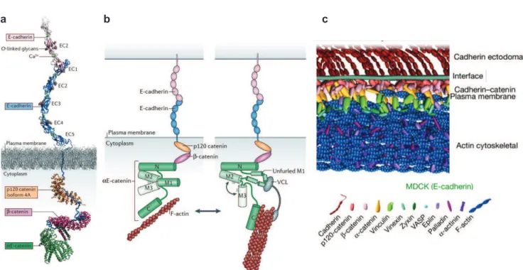 Figure 24 – a) Représentation des structures 3D du complexe E-cadhérine/β-caténine/α-caténine à la membrane (issu de  Takeichi 2014)