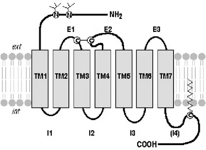 Figure VIII : Structure d’un récepteur adrénergique 