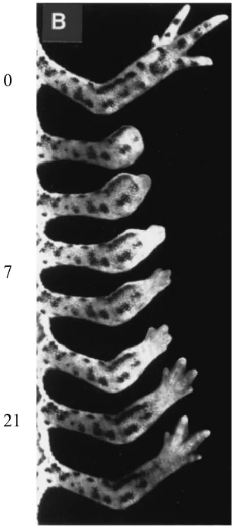 Figure  8.  Régénération  d’un  membre  antérieur  chez  le  triton.  Tiré de (Brockes, 1997) 
