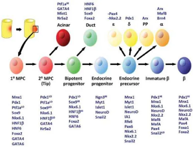 Figure  9  -  Facteurs  de  transcriptions  importants  exprimés  à  chaque  étape  du  développement  pancréatique