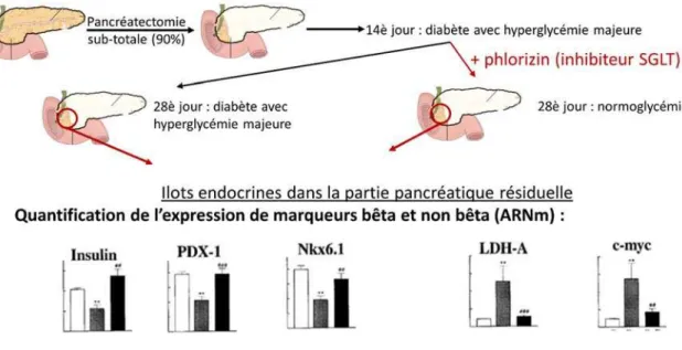 Figure  10  -  Première  démonstration  d'une  possible  dédifférenciation  de  la  cellule  bêta  suite  à  une  hyperglycémie  chronique