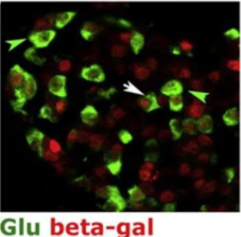 Figure  1γ  –  L’activation  de  la  voie  Akt  (souris  RIP-Cre;caAkt,  deuxième  ligne)  est  associée  à  l'apparition de cellules ayant exprimées l'insuline (EGFP positives mais insuline négatives) et exprimant  l'amylase  (rouge),  suggérant  une  tra