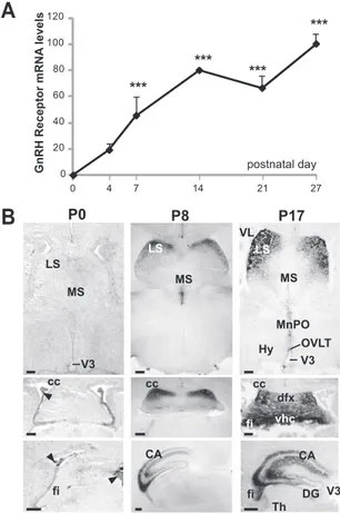 FIG. 1. Temporal onset of Gnrhr promoter activity in the hippocampal