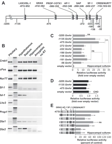 FIG. 4. The hippocampus- and pituitary-specific transcription codes are distinct. A,