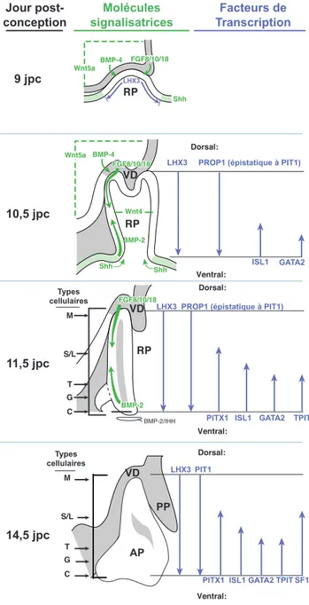 Figure 11: Développement hypophysaire 