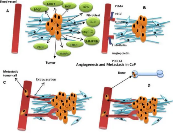 Figure 3 Mechanisms regulating angiogenesis in PCa metastasis(Li and Cozzi 2010). 