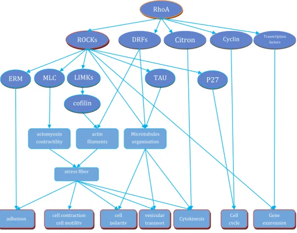 Figure 7 Illustraction of RhoA functioin and the main signaling molecules involved. 