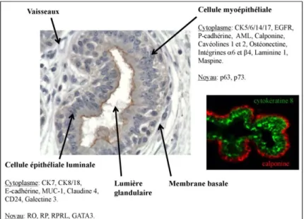 Figure  2:  Organisation  d’un  acinus  et  profils  phénotypiques  des  cellules  épithéliales  luminales  et  myoépithéliales  basales.  Immuno‐marquage  des  cellules  épithéliales 