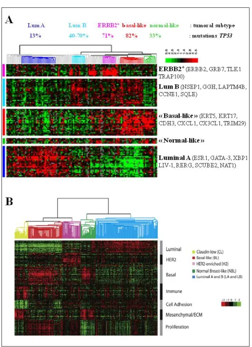 Figure 8: Classification moléculaire des cancers du sein invasifs [adapté  de  T Sorlie  T  et al, 