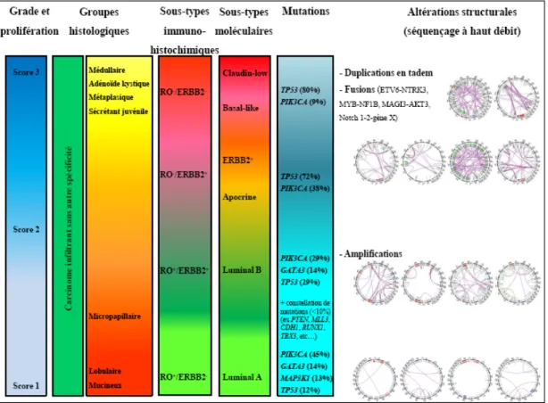Figure  12:  Absence  de  parallélisme  absolu  entre  les  classifications  histologique,  immunohistochimique,  moléculaire  et  issue  du  séquençage  à  haut  débit  (adapté  de  HG 
