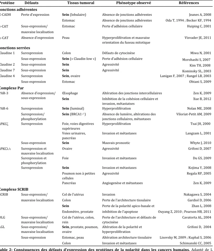 Table  2:  Conséquences  des  défauts  d’expression  des  protéines  de  la  polarité  dans  les  cancers  humains.  Adapté  de  L 