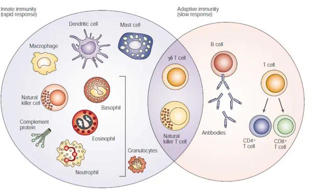 Figure 1. The different players of the immune system. The innate immune response functions as the  first line of defense against infection