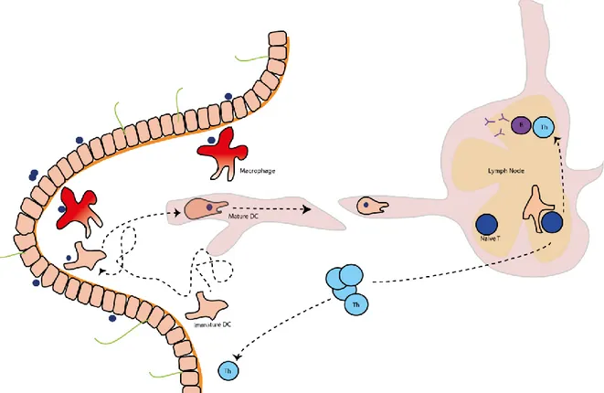 Figure 2. Initiating a response to a new antigen. Antigen encountered in peripheral tissue, here the  lamina  propria  of  the  small  intestine,  is  either  cleared  by  macrophages  or  efficiently  taken  up  by  immature  DCs  that  turn  into  a  mat