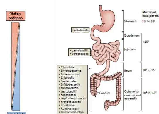 Figure  4.  Structure  of  the  small  intestine.  Dietary  antigens  and  micro-organisms  form  reciprocal  gradients  along  the  small  intestine