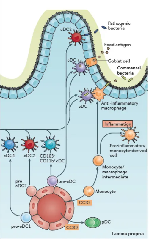 Figure  7.  Antigen  capture  in  the  small  intestine.  The  small-intestinal  LP  contains  at  least  three  distinct  populations  of  pre-classical  dendritic  cell  (cDC)-derived  cDCs  (cDC1s,  cDC2s  and  CD103 − CD11b +   cDCs