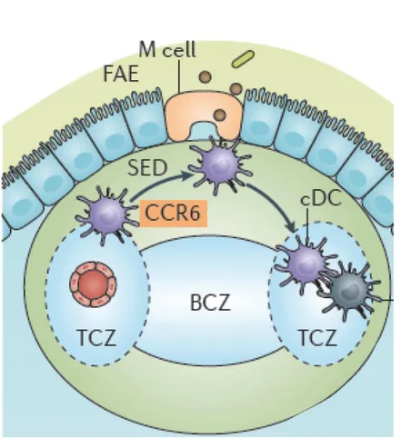 Figure  9.  Antigen  capture  in  Peyer’s  patches.  cDCs  are  recruited  in  a  CCR6-dependent  manner  towards the  follicle-associated epithelium (FAE) where  M cells deliver them soluble antigens