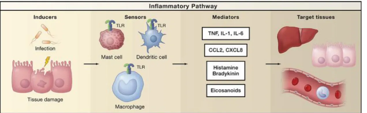 Figure 3. Simplified inflammatory pathway components.  