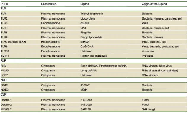 Table  1.  Pattern  recognition  receptors  (PRRs):  TLRs,  RLRs,  NLRs,  CLRs,  and  their  ligands  (Takeuchi  and  Akira  2010).