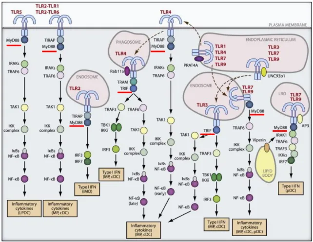 Figure 4. TLR trafficking and signaling. 
